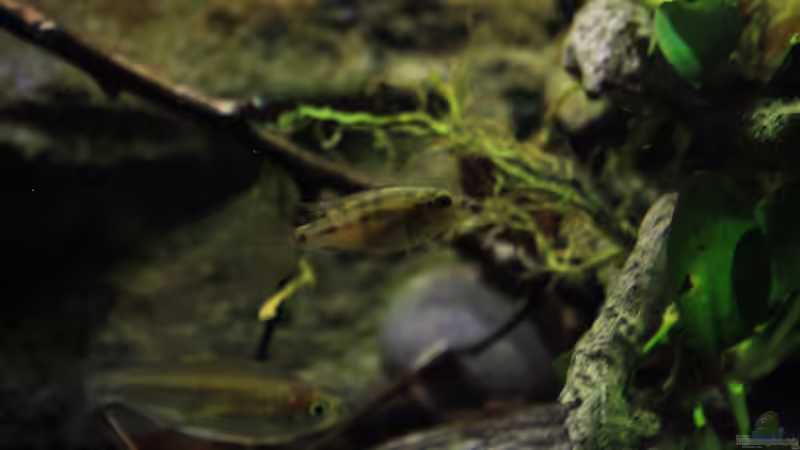 Dekoration im Aquarium Afrikas Kongo River von Florian Bandhauer (38)