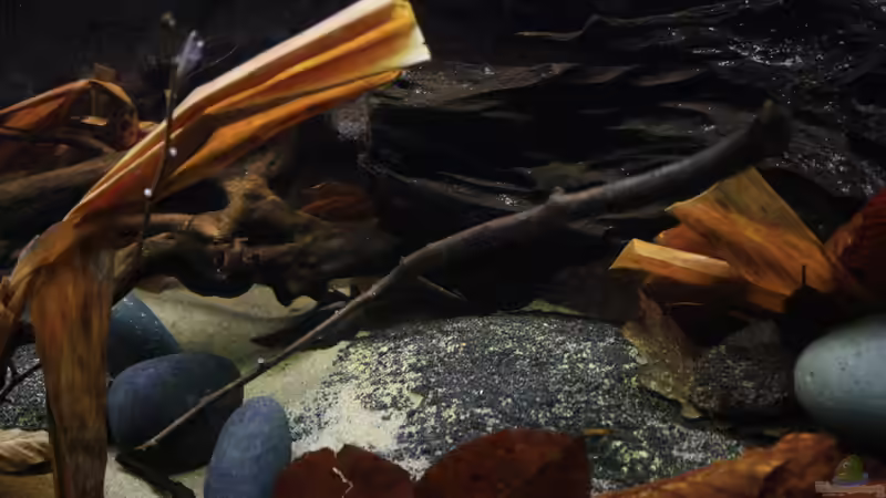 Dekoration im Aquarium Afrikas Kongo River von Florian Bandhauer (47)