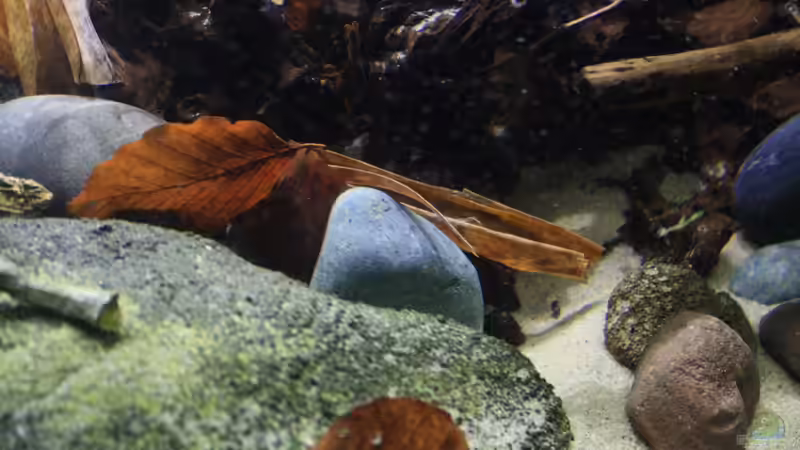 Dekoration im Aquarium Afrikas Kongo River von Florian Bandhauer (48)