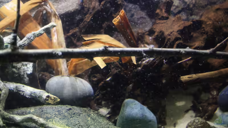 Dekoration im Aquarium Afrikas Kongo River von Florian Bandhauer (53)