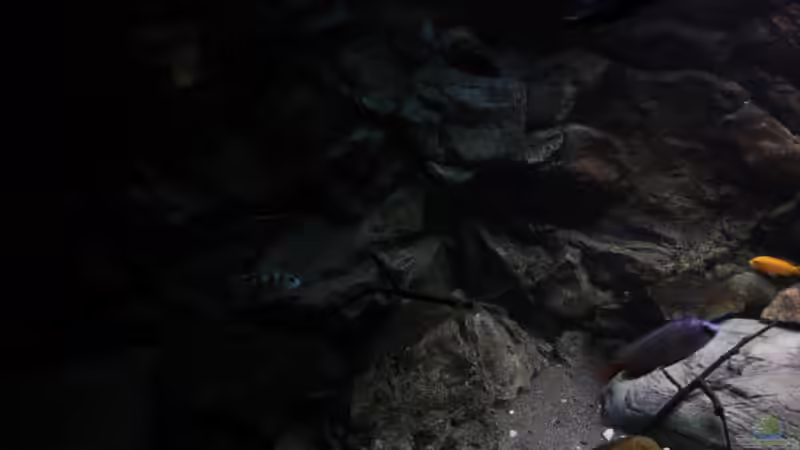 Dekoration im Aquarium Afrikas Lake Malawi von Florian Bandhauer (35)