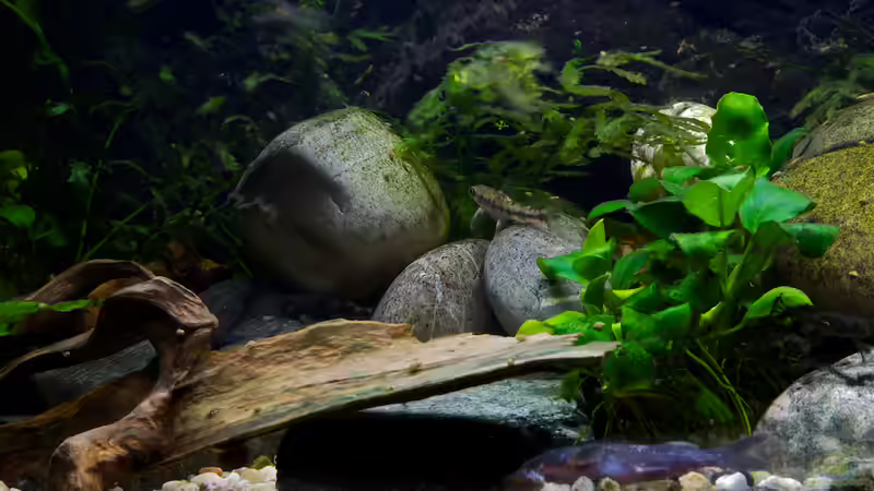 Dekoration im Aquarium Afrikas Stromschnellen von Stanislav Kislyuk (6)