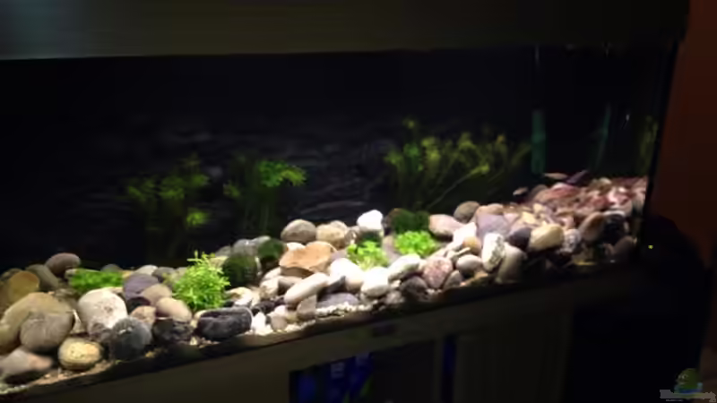 Dekoration im Aquarium Alabama cold river (Nur noch Beispiel) von Tobias Sch. (6)