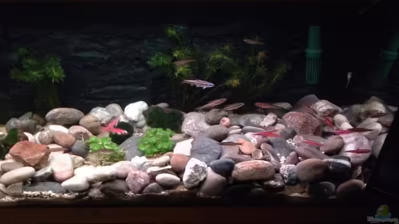 Dekoration im Aquarium Alabama cold river (Nur noch Beispiel) von Tobias Sch. (8)