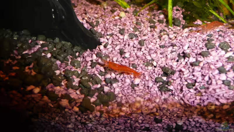 Dekoration im Aquarium ALT -Garnelen/Lebendgebärende- ALT von Aqualady (7)