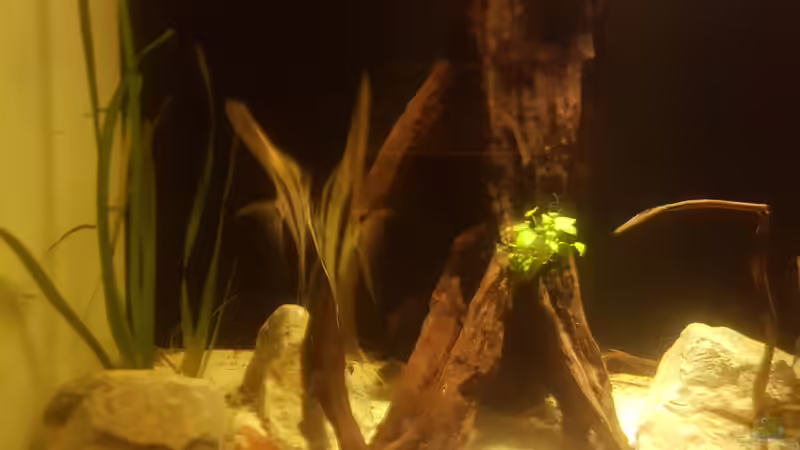 Dekoration im Aquarium Altum Gesellschaftsbecken aufgelöst von Kevin Fruhen (4)