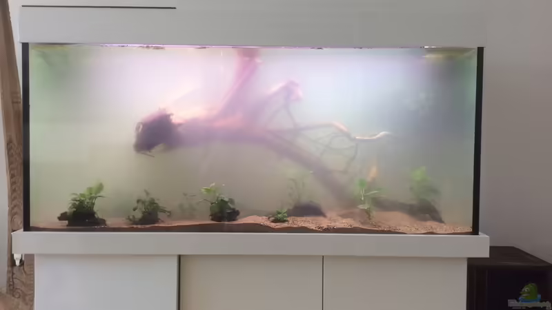 Dekoration im Aquarium Altum Traum von Domi b (8)