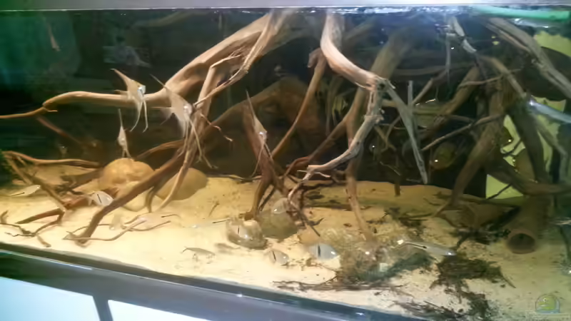 Dekoration im Aquarium Altum Wurzelbiotop von Der Fischer (17)