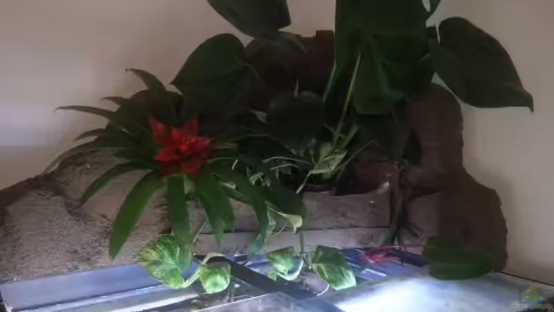 Dekoration im Aquarium Altum Wurzelbiotop von Der Fischer (18)