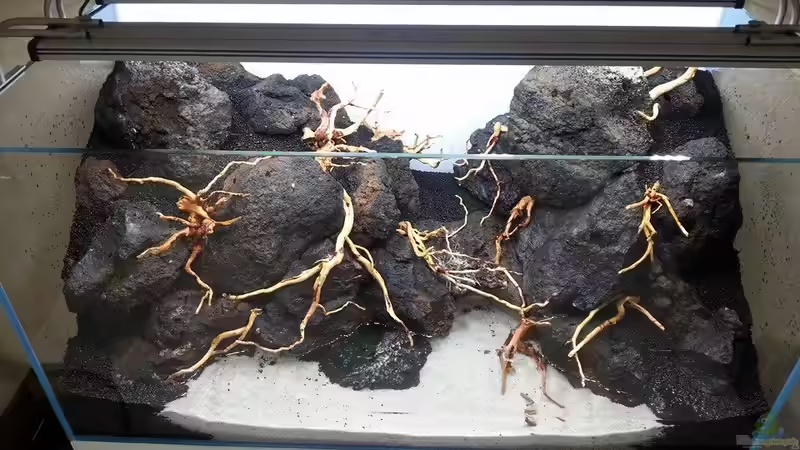 Dekoration im Aquarium Am Ende des Flusses von Marcel Reiter (25)