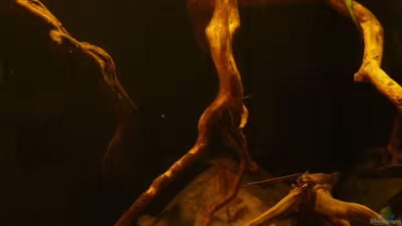 Dekoration im Aquarium Amazonas- Flussufer (aufgelöst) von Zigermandli (3)