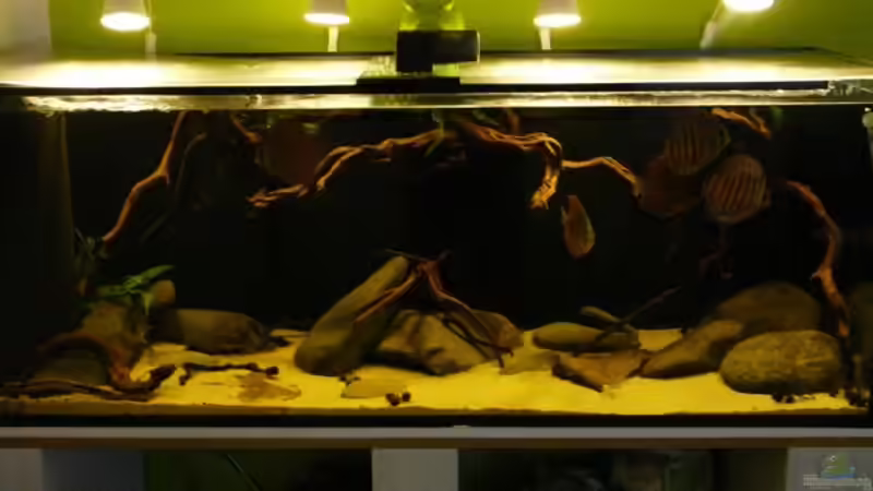 Dekoration im Aquarium Amazonas- Flussufer (aufgelöst) von Zigermandli (5)