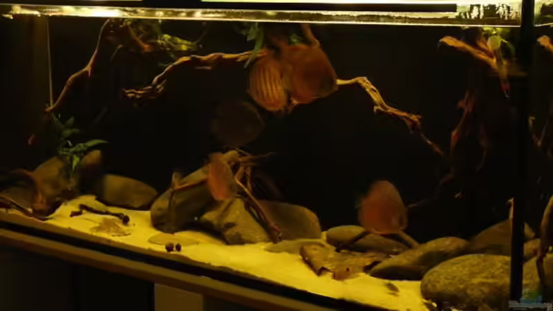 Dekoration im Aquarium Amazonas- Flussufer (aufgelöst) von Zigermandli (7)