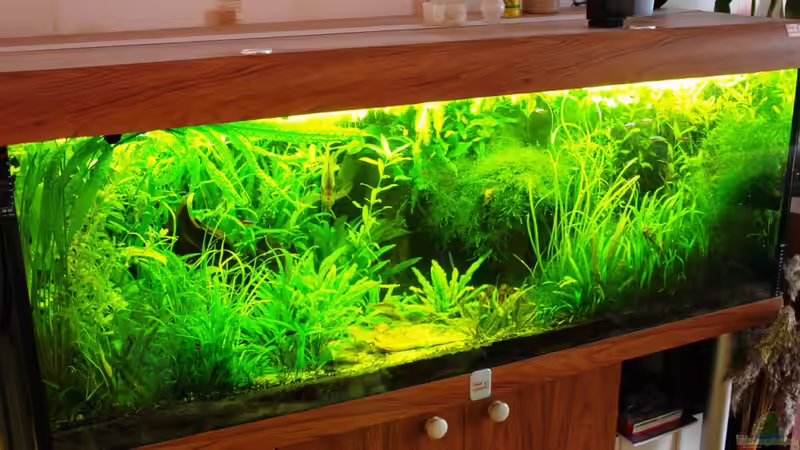 Dekoration im Aquarium Amazonas  nur noch Beispiel von peaches (20)