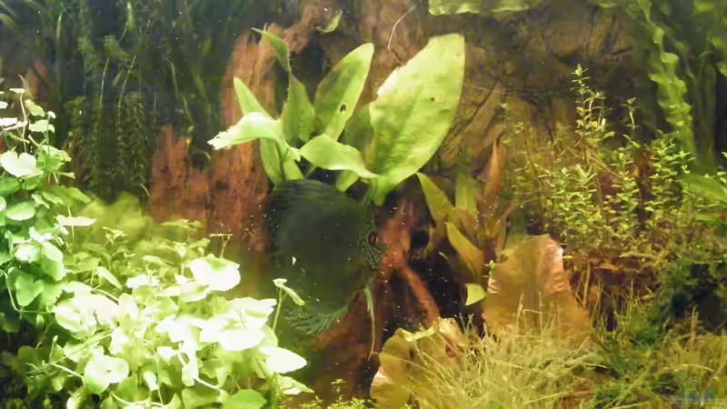 Dekoration im Aquarium ~Amazonas~ Amano-Stil von Diskus-Freak®aka Benny&Anja (26)