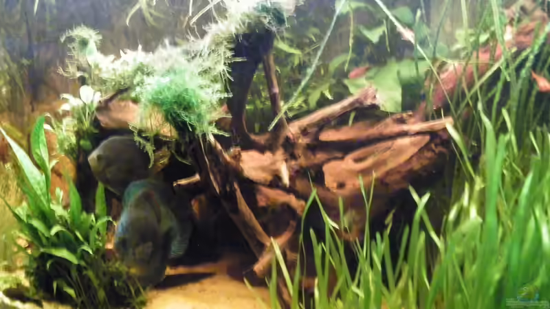 Dekoration im Aquarium ~Amazonas~ Amano-Stil von Diskus-Freak®aka Benny&Anja (27)