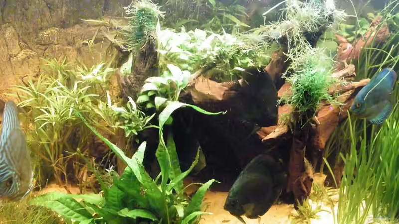 Dekoration im Aquarium ~Amazonas~ Amano-Stil von Diskus-Freak®aka Benny&Anja (28)