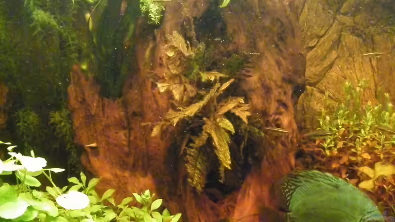 Dekoration im Aquarium ~Amazonas~ Amano-Stil von Diskus-Freak®aka Benny&Anja (29)
