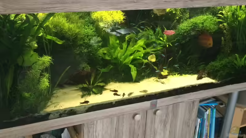 Dekoration im Aquarium Amazonas &quot;nur noch Beispiel abgebaut 10/21&quot; von signo (44)