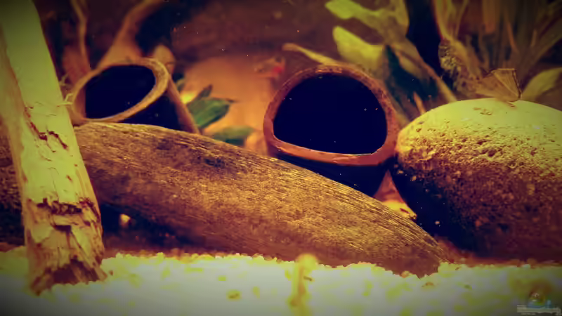 Dekoration im Aquarium Amazonas &quot;Regenzeit&quot; von AqUaFr34K (19)