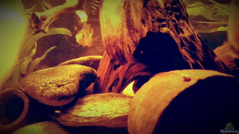 Dekoration im Aquarium Amazonas &quot;Regenzeit&quot; von AqUaFr34K (20)