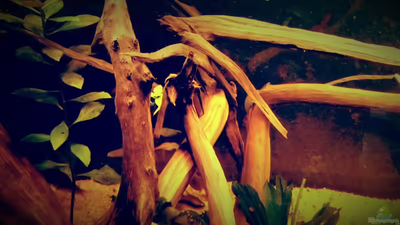 Dekoration im Aquarium Amazonas &quot;Regenzeit&quot; von AqUaFr34K (22)