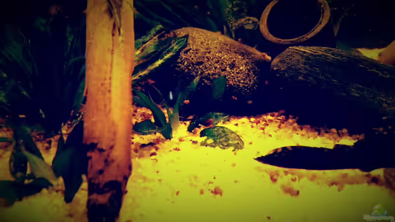 Dekoration im Aquarium Amazonas &quot;Regenzeit&quot; von AqUaFr34K (23)