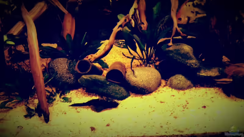 Dekoration im Aquarium Amazonas &quot;Regenzeit&quot; von AqUaFr34K (24)