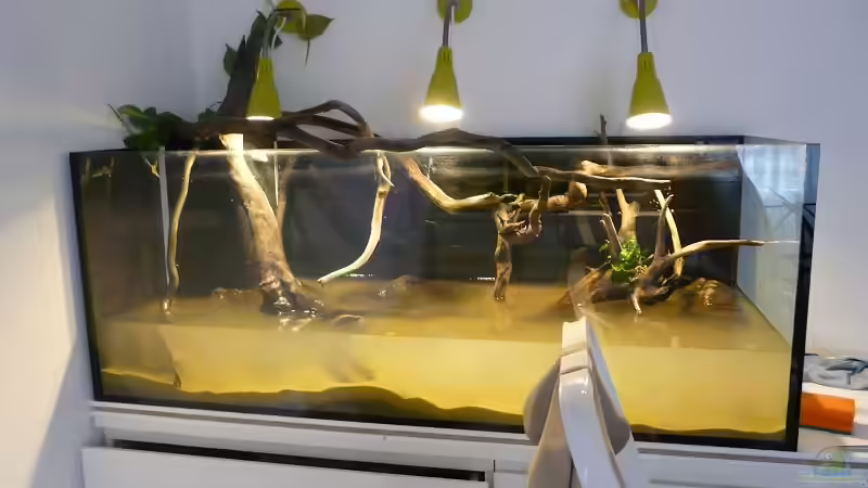 Dekoration im Aquarium Amazonas Aufzucht (aufgelöst) von Zigermandli (10)