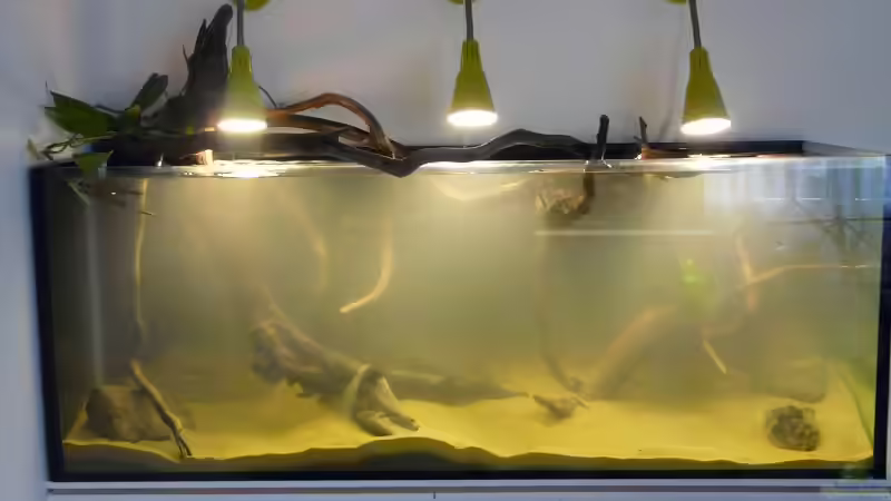 Dekoration im Aquarium Amazonas Aufzucht (aufgelöst) von Zigermandli (11)