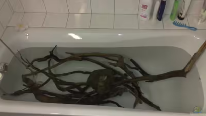 Dekoration im Aquarium Amazonas Aufzucht (aufgelöst) von Zigermandli (13)