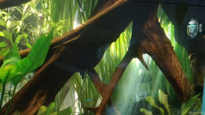 Dekoration im Aquarium Amazonas (Existiert nicht mehr) von Laura (10)