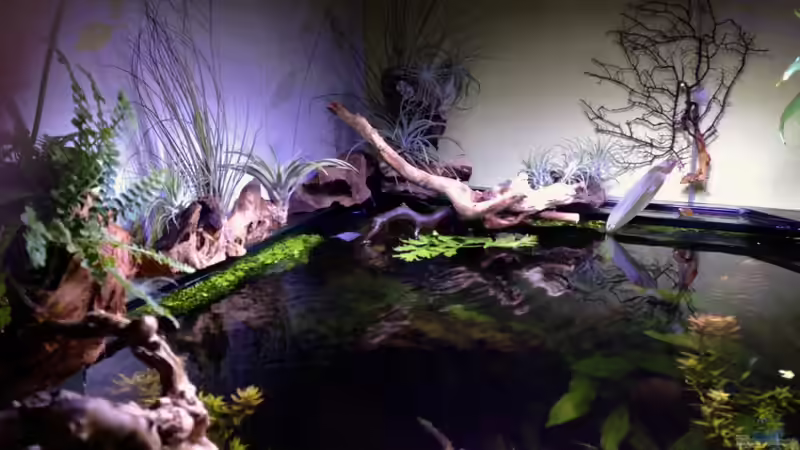 Dekoration im Aquarium Amazonas in the Corner von Michel (38)