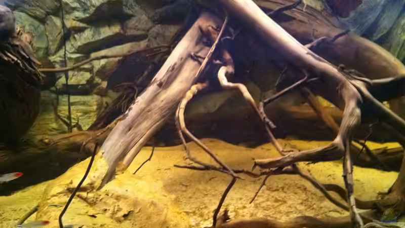 Dekoration im Aquarium Amazonas In this river... von matthiasm (13)