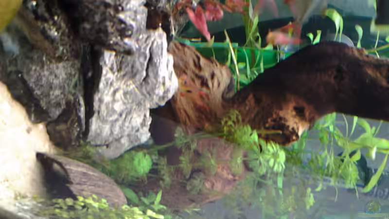 Dekoration im Aquarium Amazonas/Salmler 125l von phrankdiddie (14)