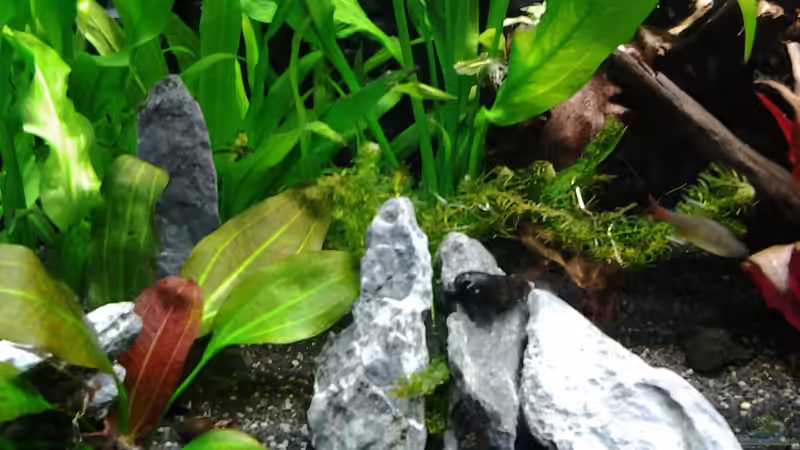 Dekoration im Aquarium amazonas südamerika live von phrankdiddie (14)