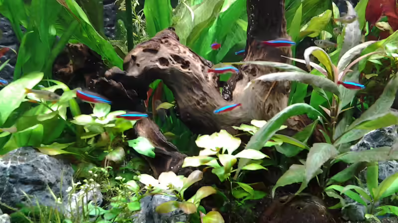 Dekoration im Aquarium amazonas südamerika live von phrankdiddie (15)