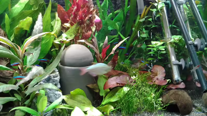 Dekoration im Aquarium amazonas südamerika live von phrankdiddie (16)