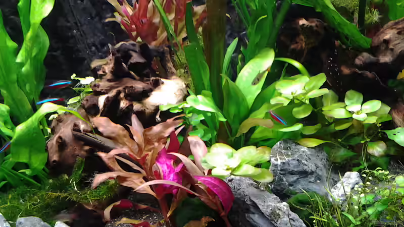 Dekoration im Aquarium amazonas südamerika live von phrankdiddie (17)