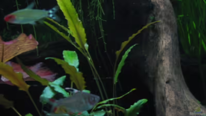 Dekoration im Aquarium Amazonas von fischbusch (3)