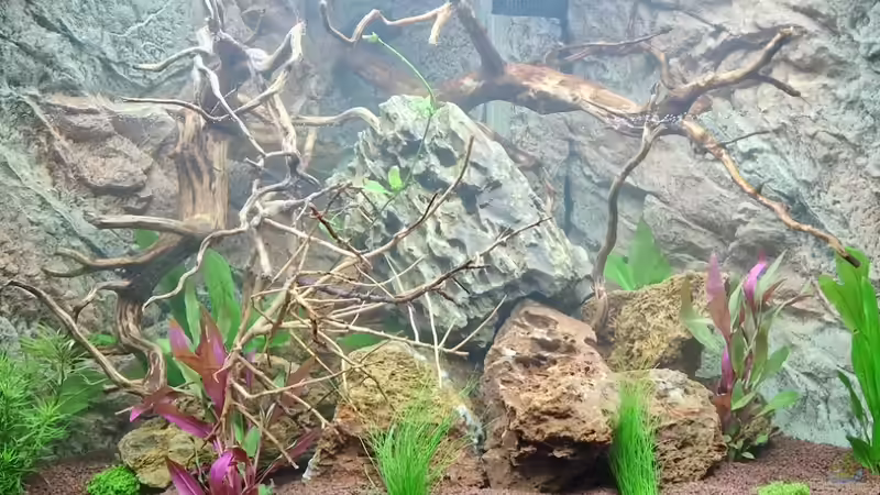 Dekoration im Aquarium Amazonas von FlyFunke (7)