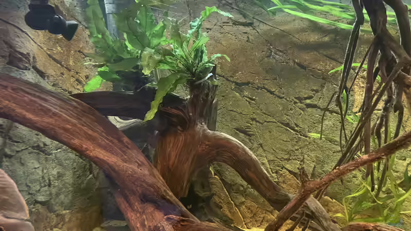 Dekoration im Aquarium Amazonas von Heini07 (2)