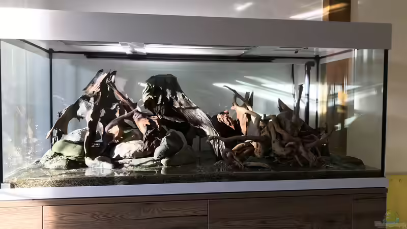 Dekoration im Aquarium Amazonas-Welsbecken von MaFu (27)