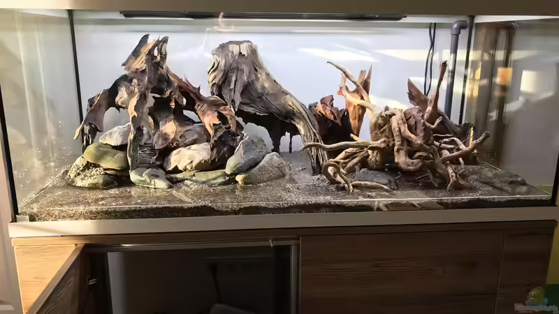 Dekoration im Aquarium Amazonas-Welsbecken von MaFu (28)