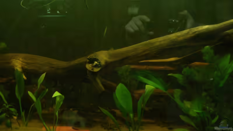 Dekoration im Aquarium Amazonas XL von kellerkind (14)