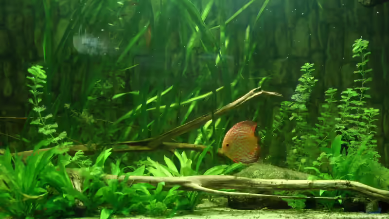 Dekoration im Aquarium Amazonas XL von kellerkind (16)