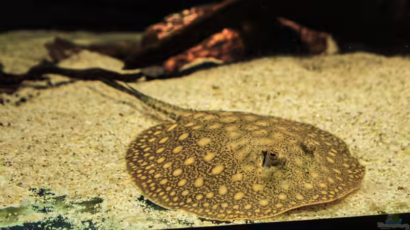 Dekoration im Aquarium Amazonasufer von AmazonasFelix (11)