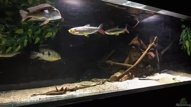 Dekoration im Aquarium Amazonasufer von AmazonasFelix (13)