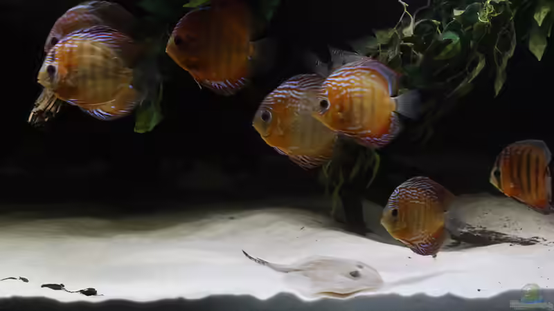 Dekoration im Aquarium Amazonasufer von AmazonasFelix (6)