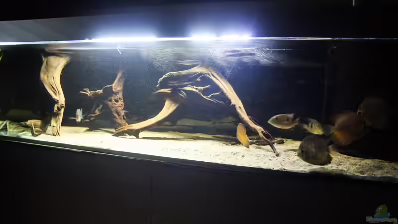 Dekoration im Aquarium Amazonasufer von AmazonasFelix (7)